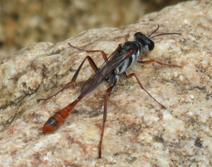 Common Thread-waisted Wasp